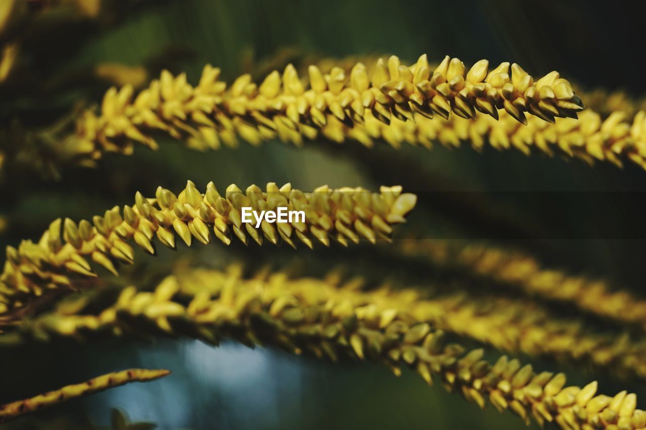 Close-up of plant during sunset