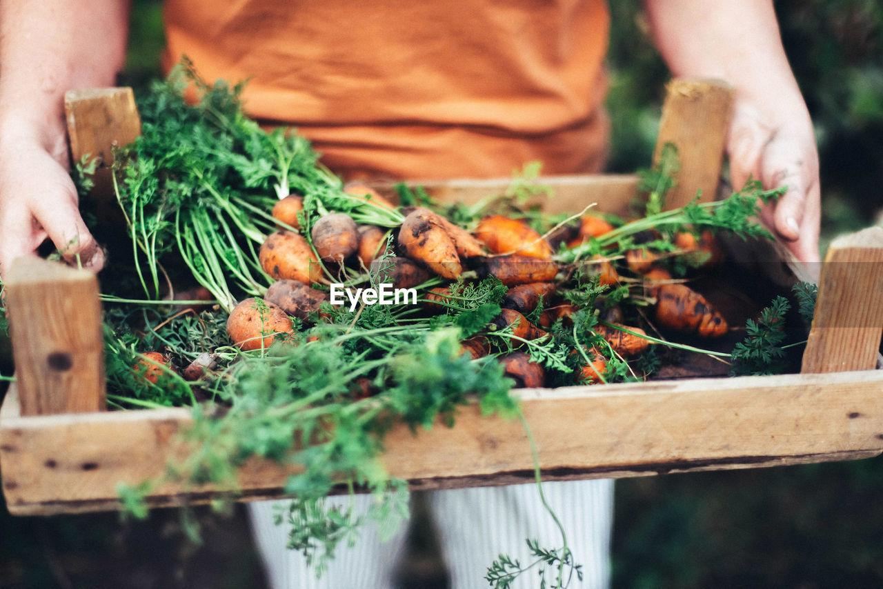 Woman harvesting carrots from backyard garden