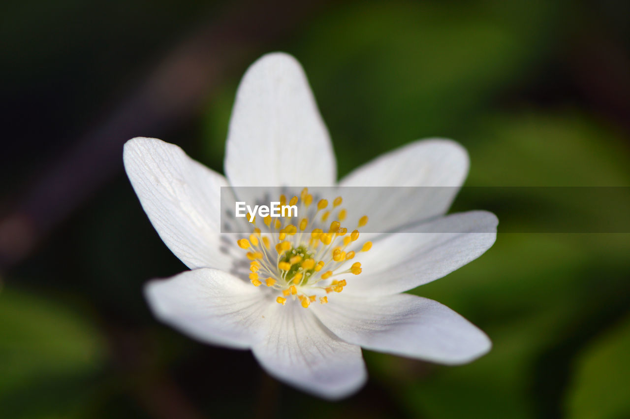 Close-up of white flower