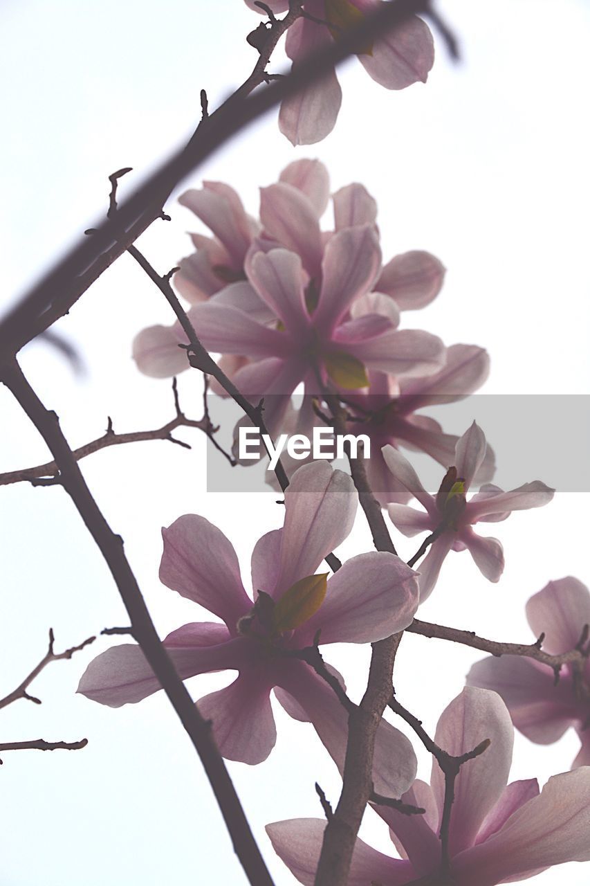 Low angle view of pink flowers