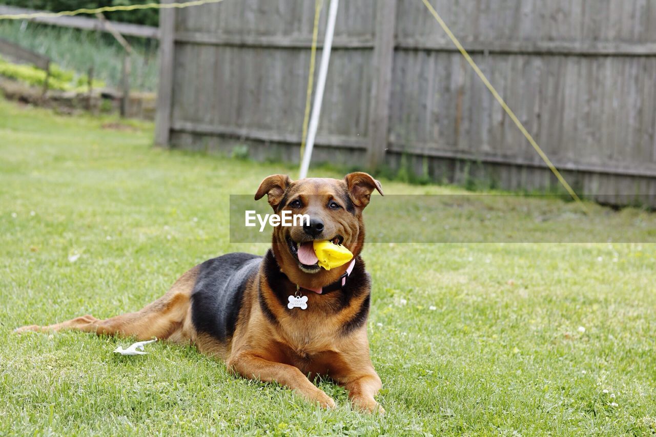 Portrait of dog on grassy field