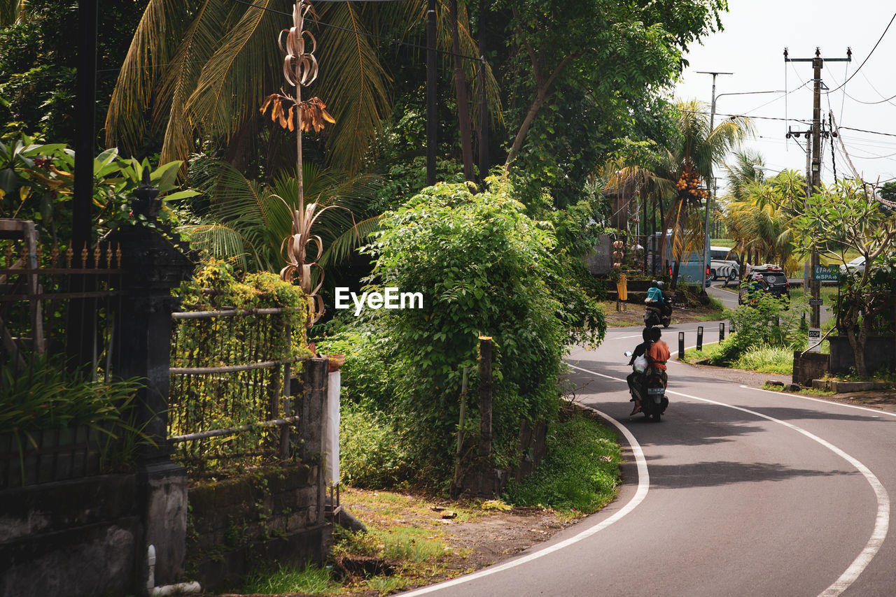 MAN RIDING BICYCLE ON ROAD BY TREES