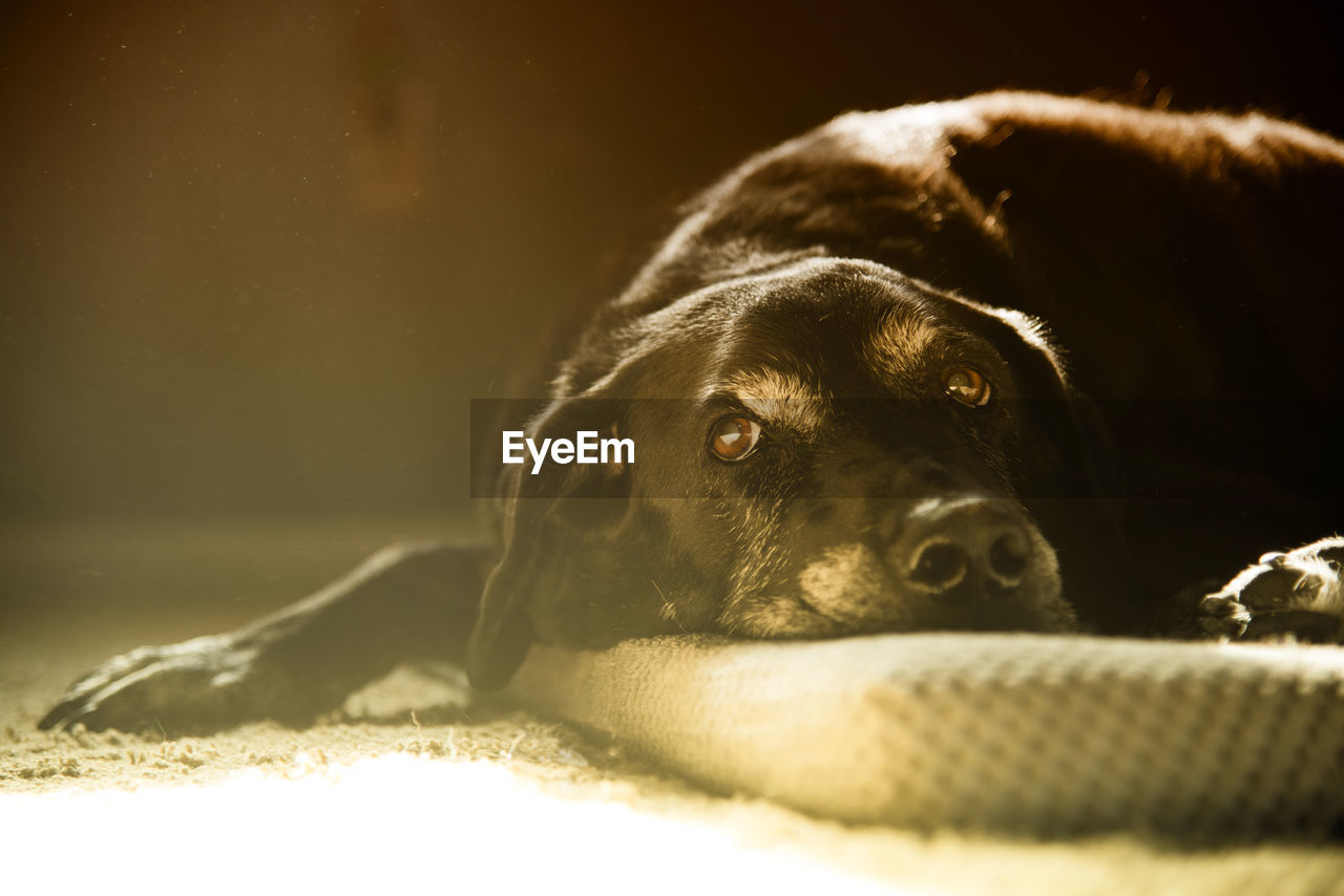 CLOSE-UP PORTRAIT OF DOG RELAXING ON BLANKET