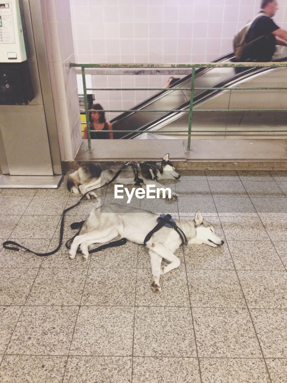 Two dogs sleeping with people on escalator in background