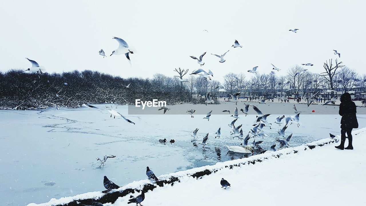 FLOCK OF BIRDS FLYING OVER FROZEN LAKE AGAINST CLEAR SKY