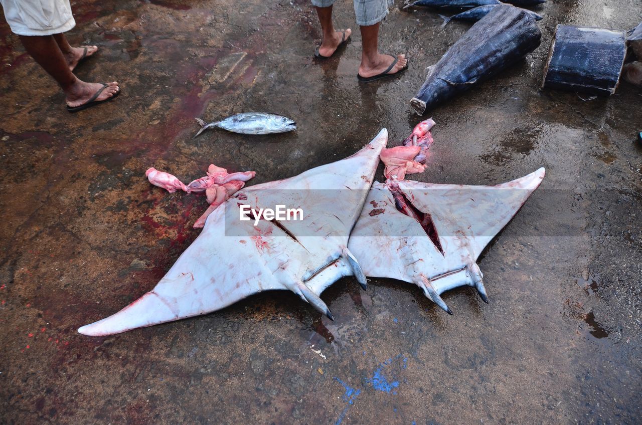 High angle view of rays on fish market 