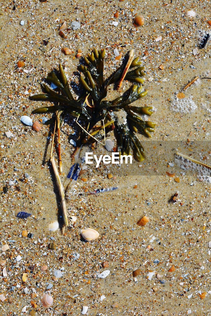 CLOSE-UP OF CRAB ON SAND