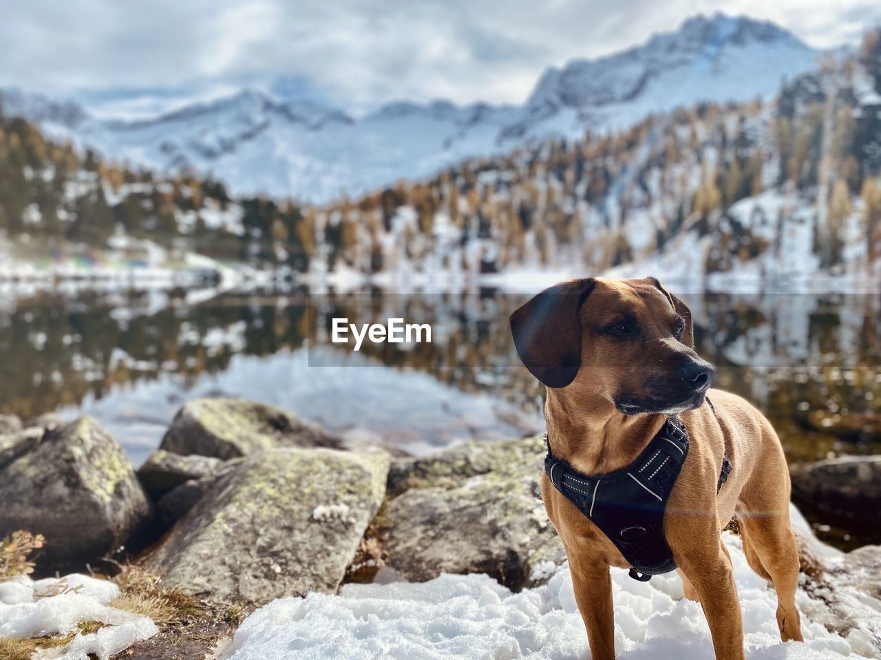 Dog standing on rock against snowcapped mountains