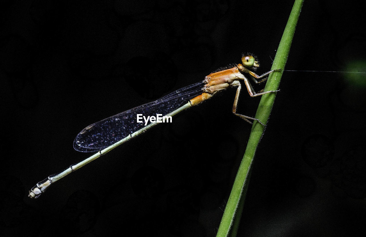 CLOSE-UP OF DAMSELFLY ON LEAF AGAINST BLACK BACKGROUND