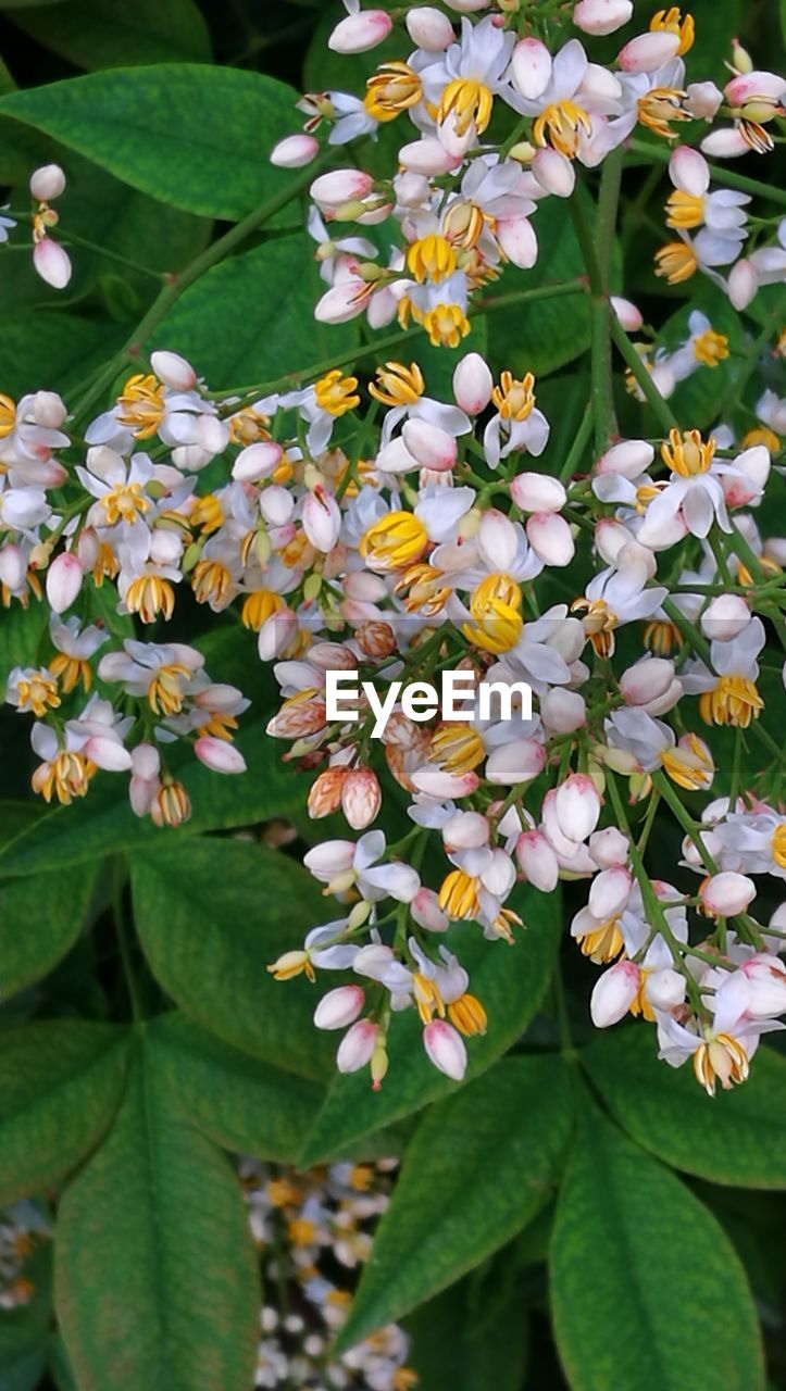 CLOSE-UP OF WHITE FLOWERING PLANT WITH FLOWERS