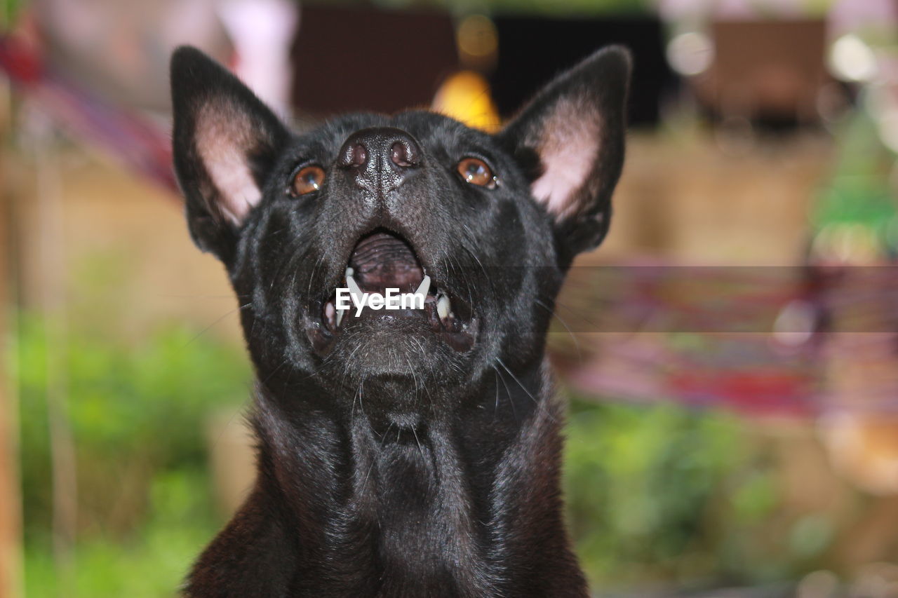 CLOSE-UP PORTRAIT OF DOG