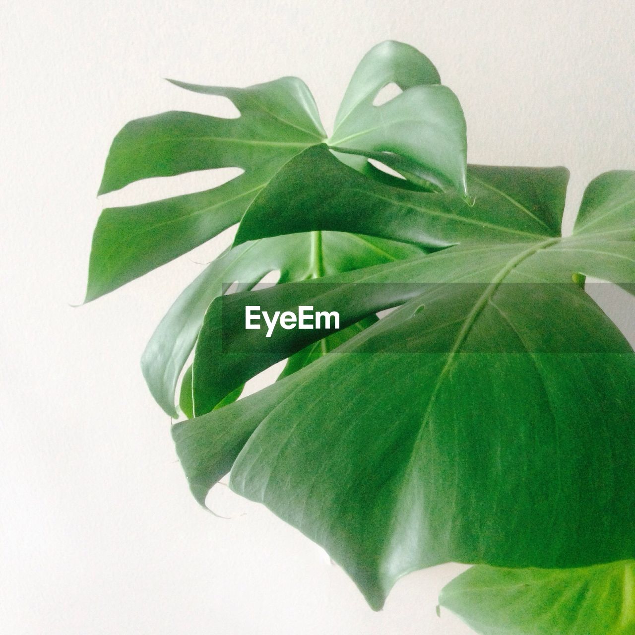 CLOSE-UP OF GREEN LEAF OVER WHITE BACKGROUND