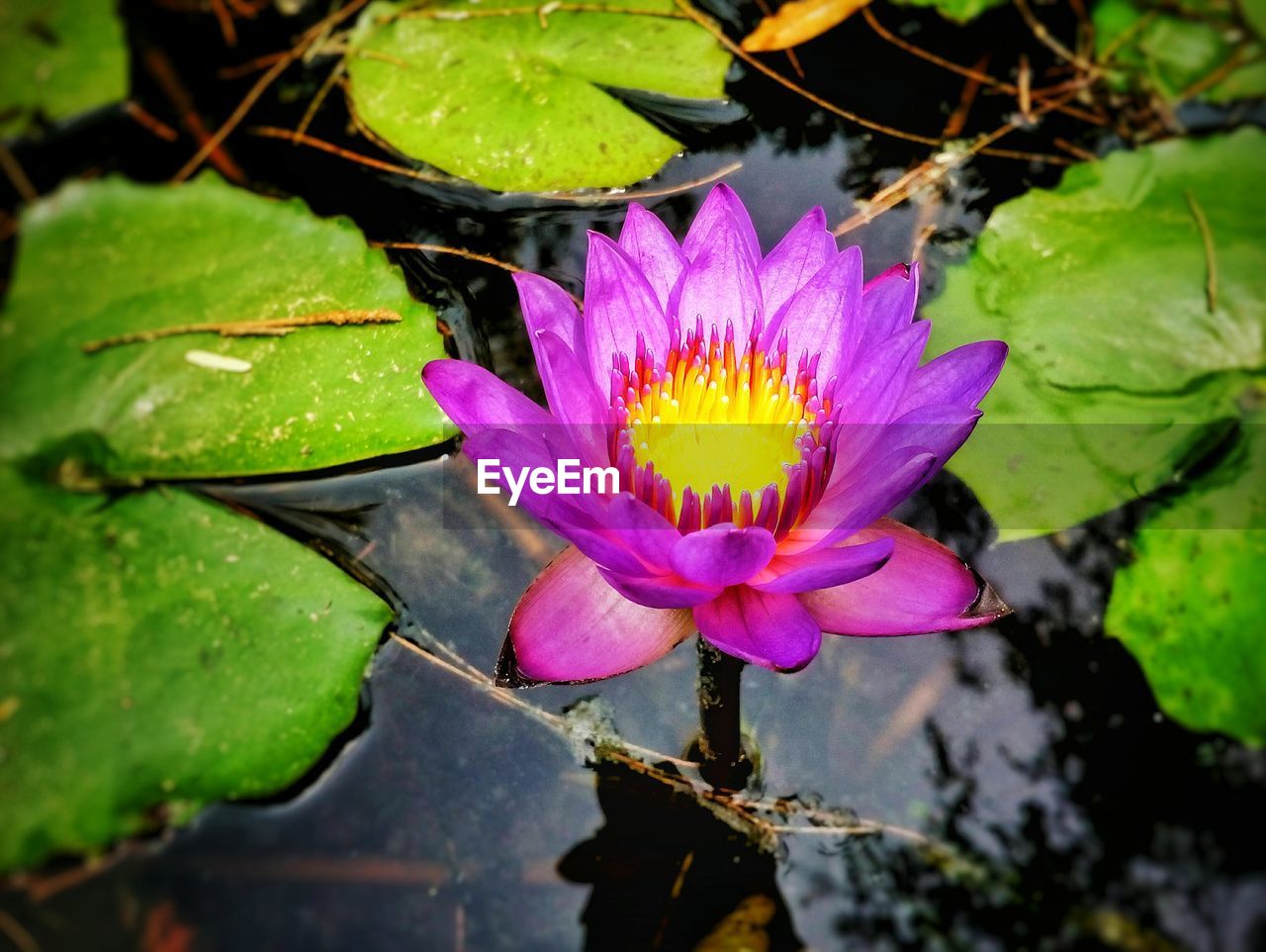 Close-up of lotus water lily in pond