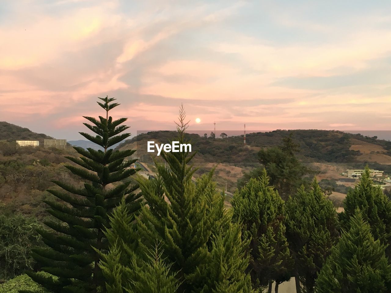 High section of trees against landscape