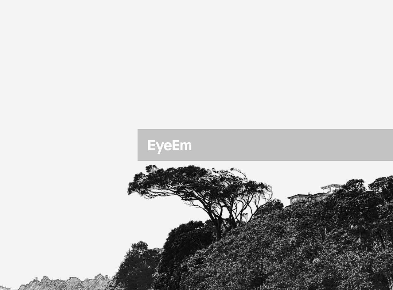 LOW ANGLE VIEW OF TREE AGAINST CLEAR SKY