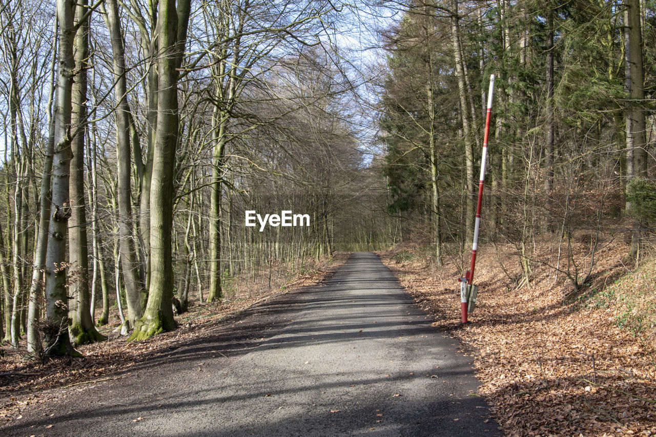 Footpath amidst trees in forest