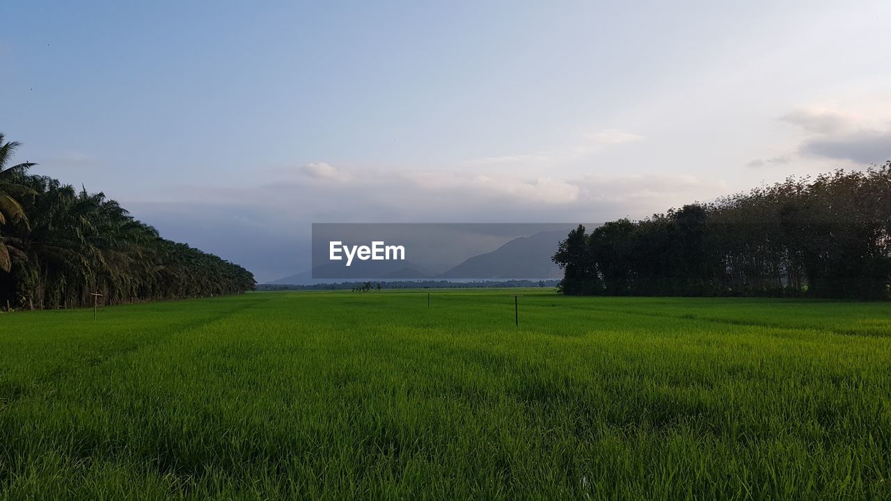 SCENIC VIEW OF LAND AGAINST SKY