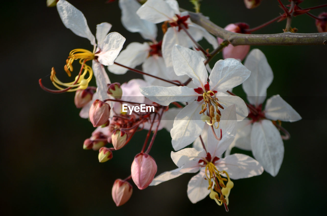 Close-up of fresh flowers on tree