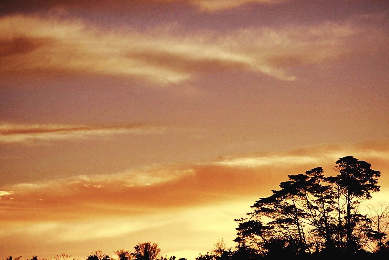 LOW ANGLE VIEW OF TREES AGAINST SKY DURING SUNSET