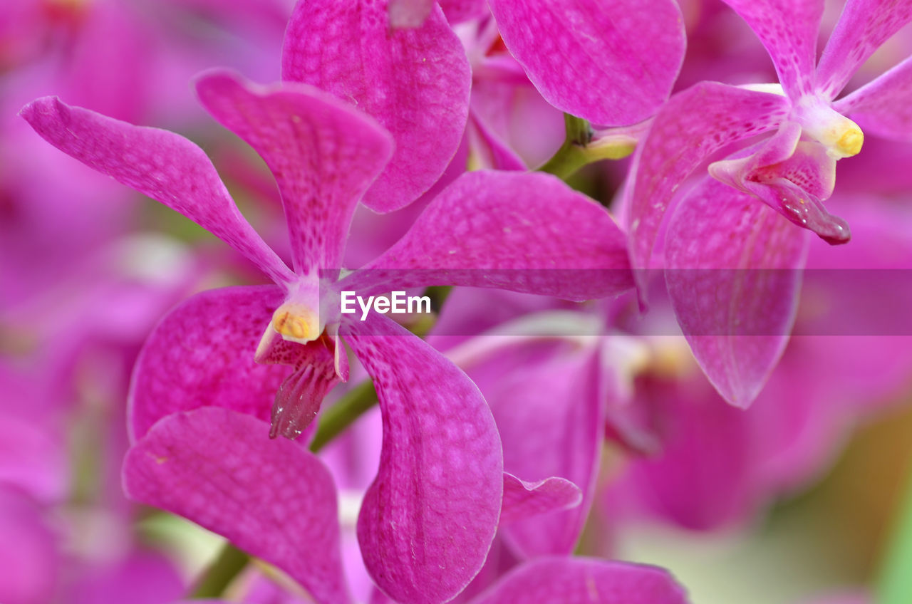 Close-up of pink flower