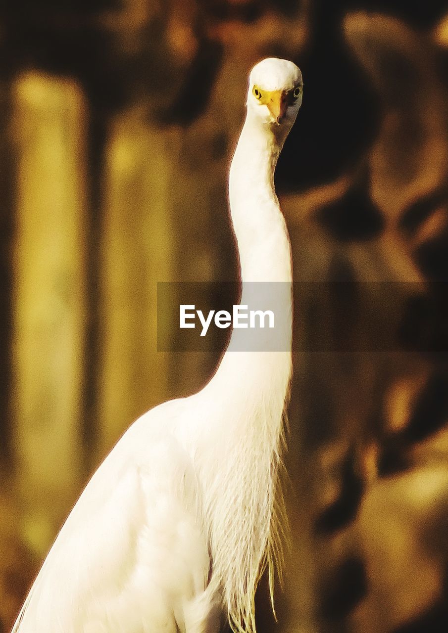CLOSE-UP OF BIRD ON ROCK
