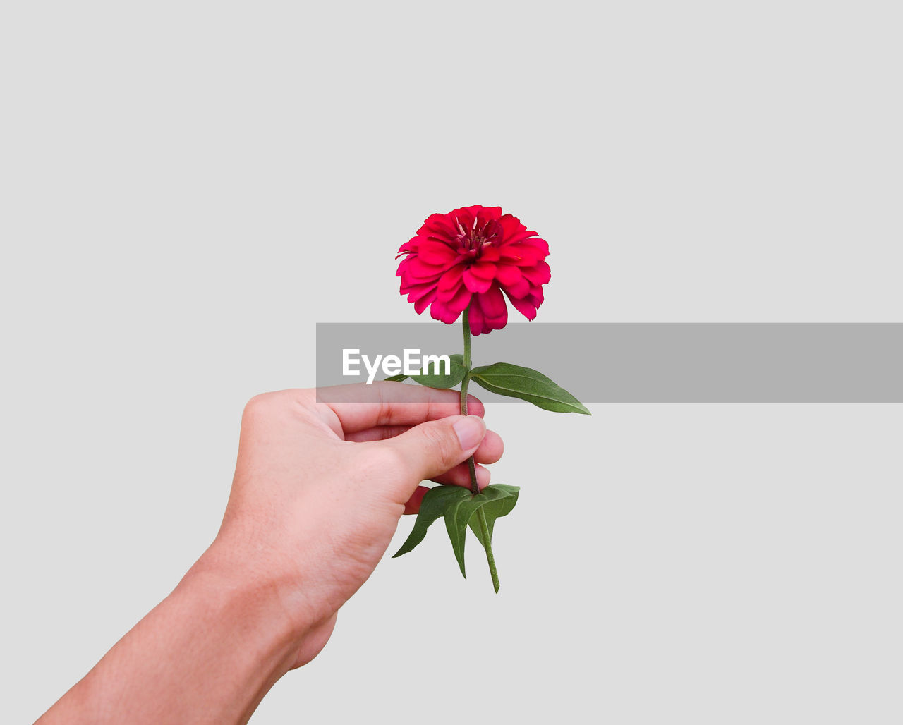 Cropped hand holding red zinnia flower against white background