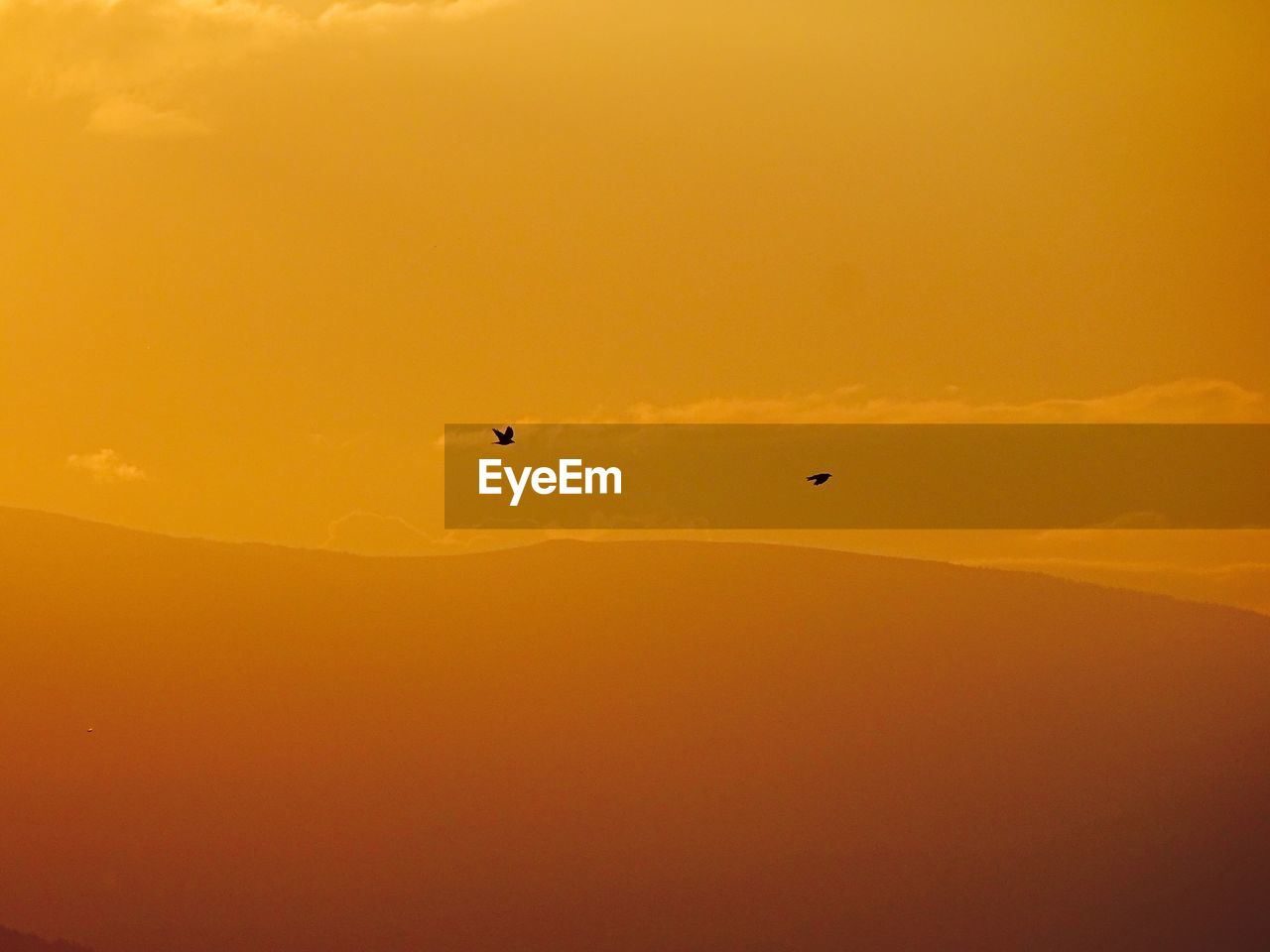 Low angle view of silhouette birds flying against sky during sunset