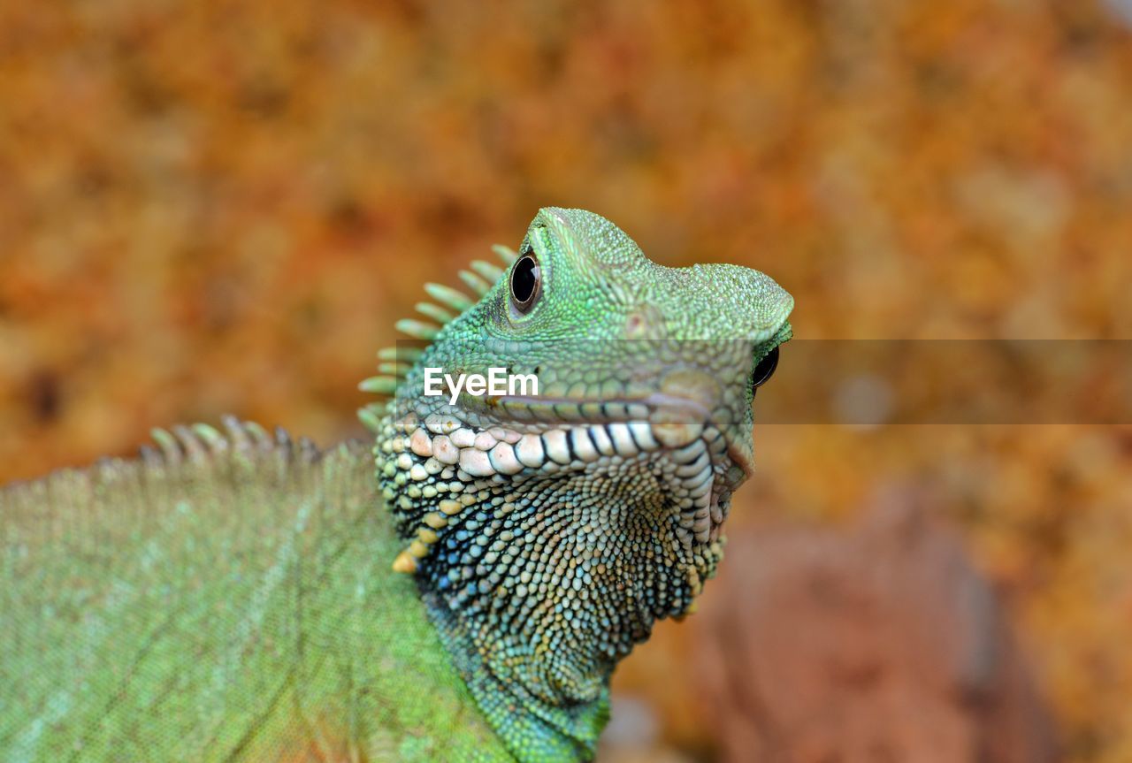 Close-up of a lizard