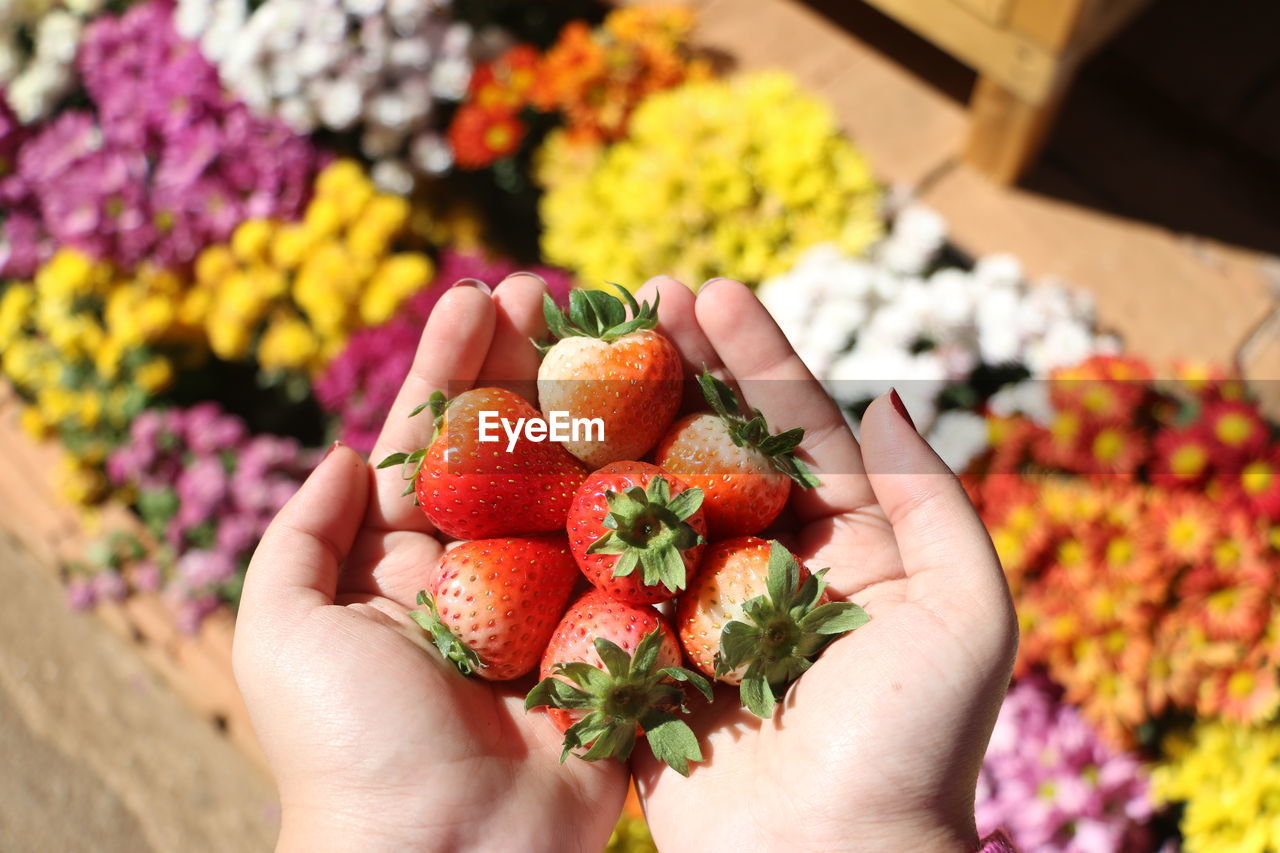 Hands holding fresh strawberries