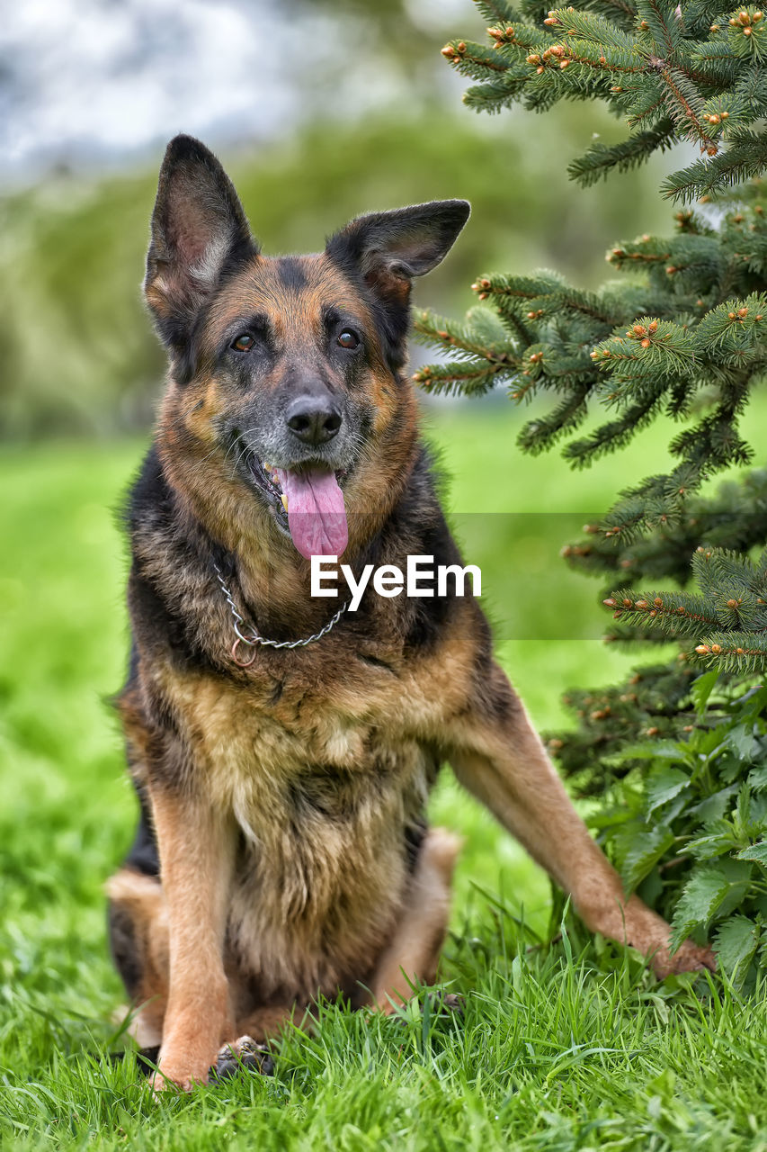 PORTRAIT OF DOG LYING ON GRASS