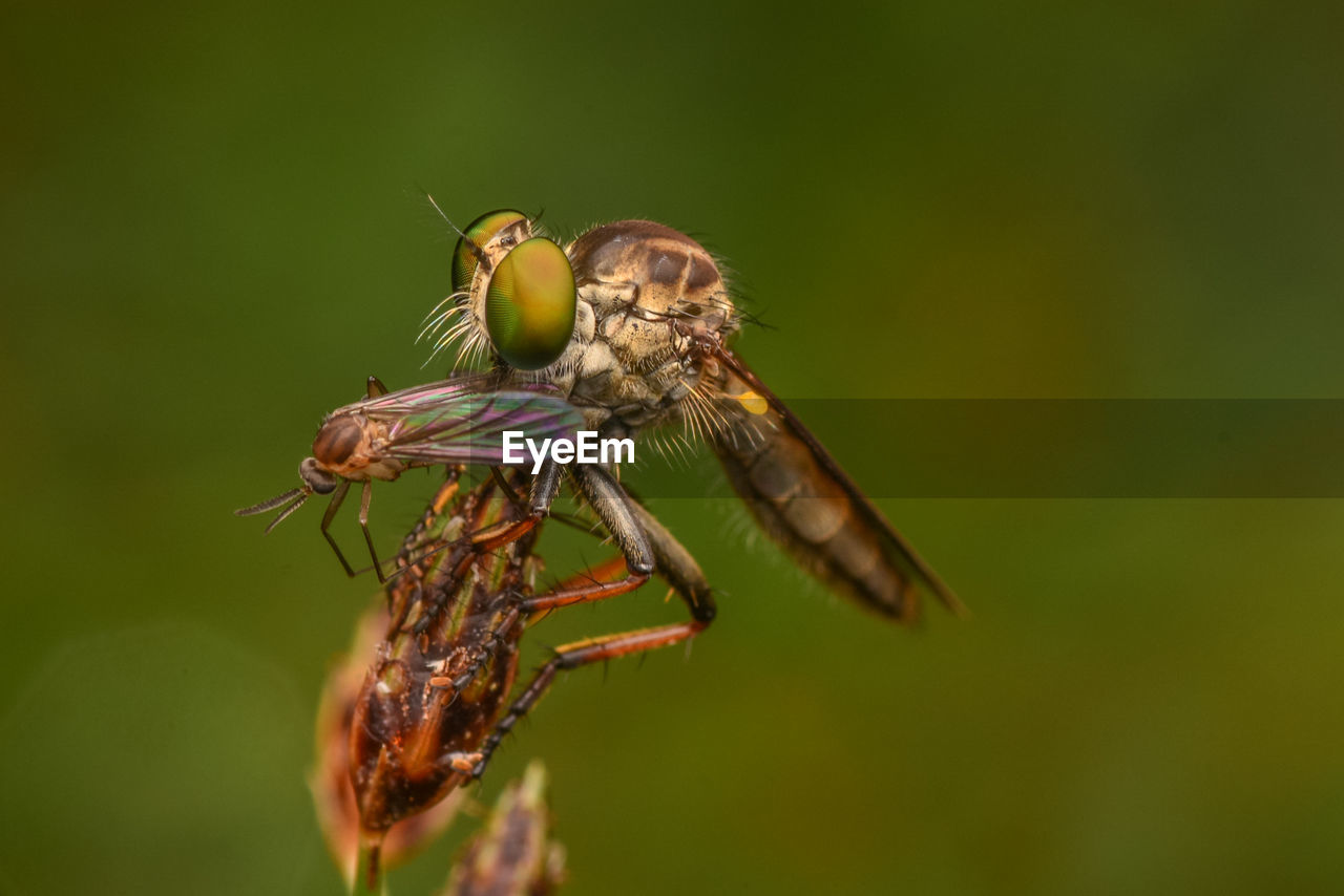 CLOSE-UP OF GRASSHOPPER