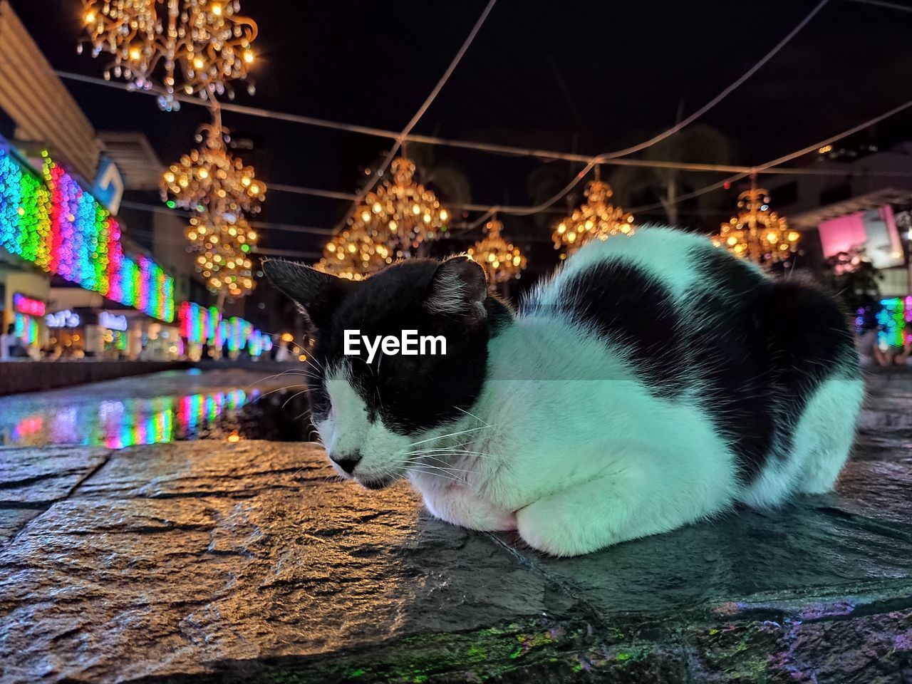 CLOSE-UP OF A CAT LOOKING AWAY AT NIGHT