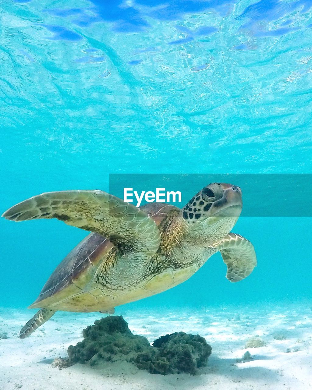 Close-up of turtle swimming in sea