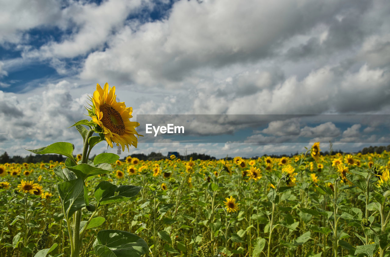 close-up of sunflower field against sky