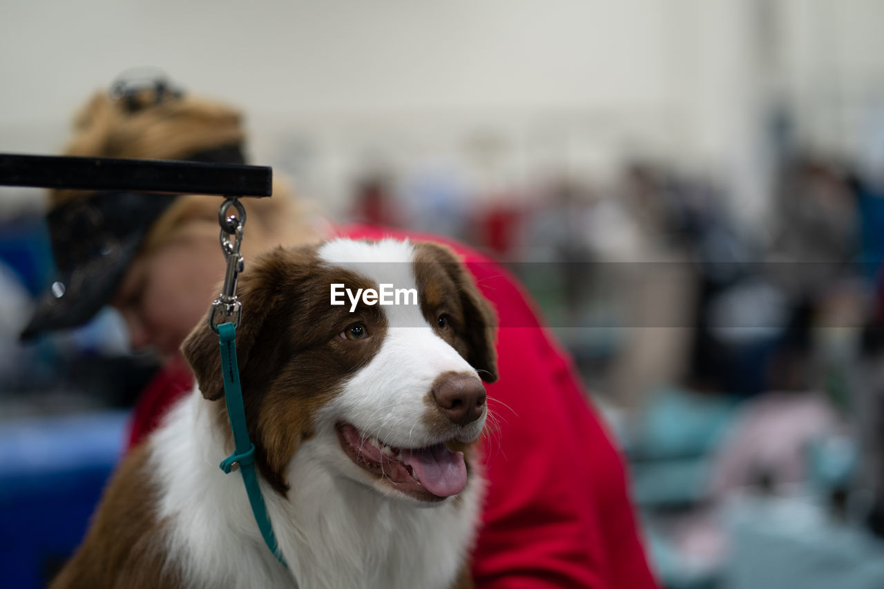 Close-up of dog sitting on a grooming table looking at something of interest