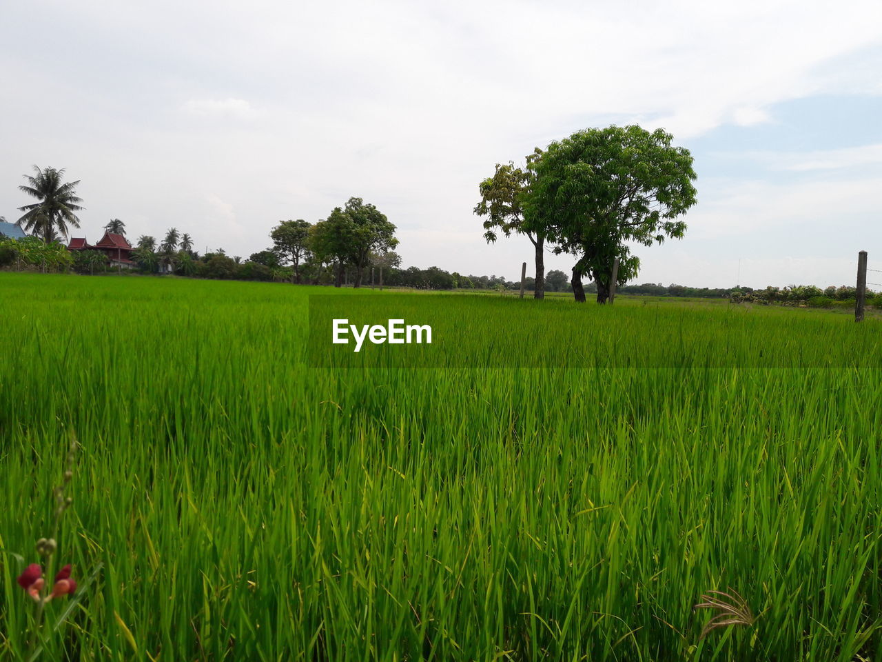 SCENIC VIEW OF AGRICULTURAL FIELD