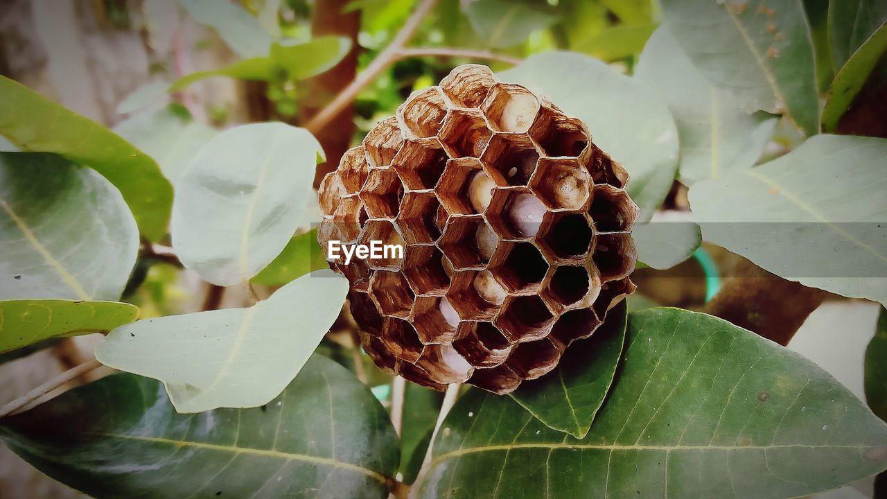 HIGH ANGLE VIEW OF PLANT WITH LEAVES