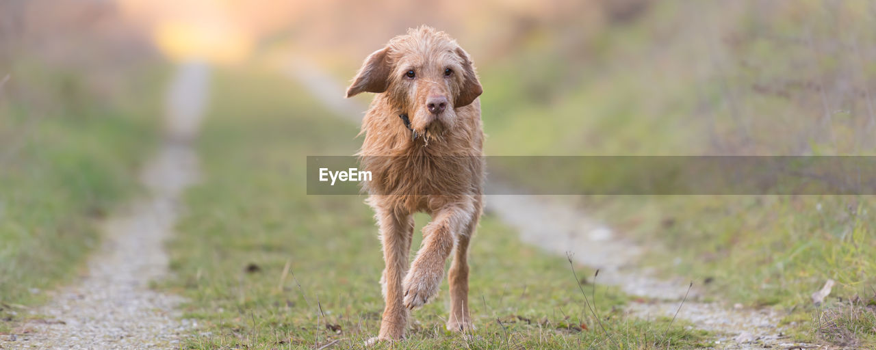 PORTRAIT OF DOG STANDING ON GRASS