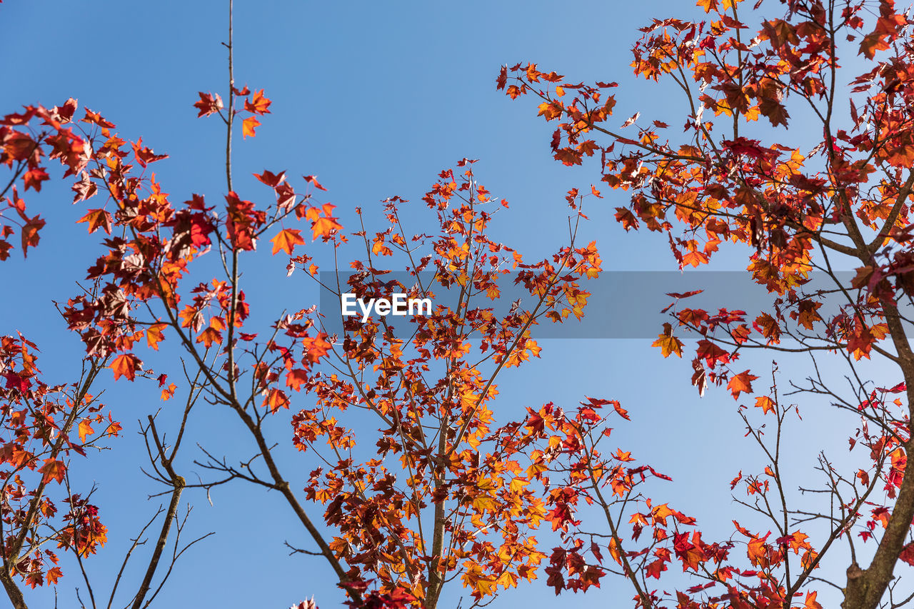 plant, tree, sky, nature, low angle view, flower, branch, leaf, beauty in nature, clear sky, autumn, no people, blue, red, growth, blossom, outdoors, fruit, day, food and drink, food, sunny, plant part, orange color, freshness