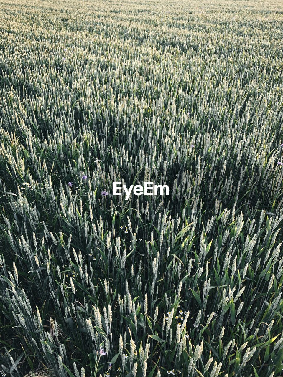 High angle view of crops growing on field