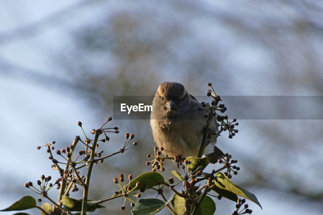 House sparrow in ivy bush