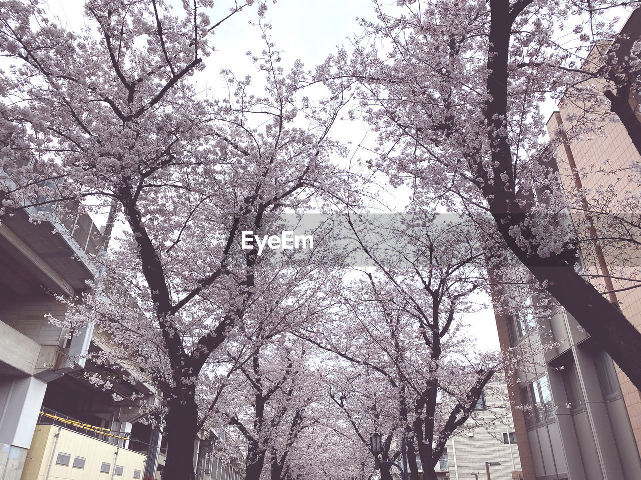 LOW ANGLE VIEW OF CHERRY BLOSSOM TREE BY BUILDING