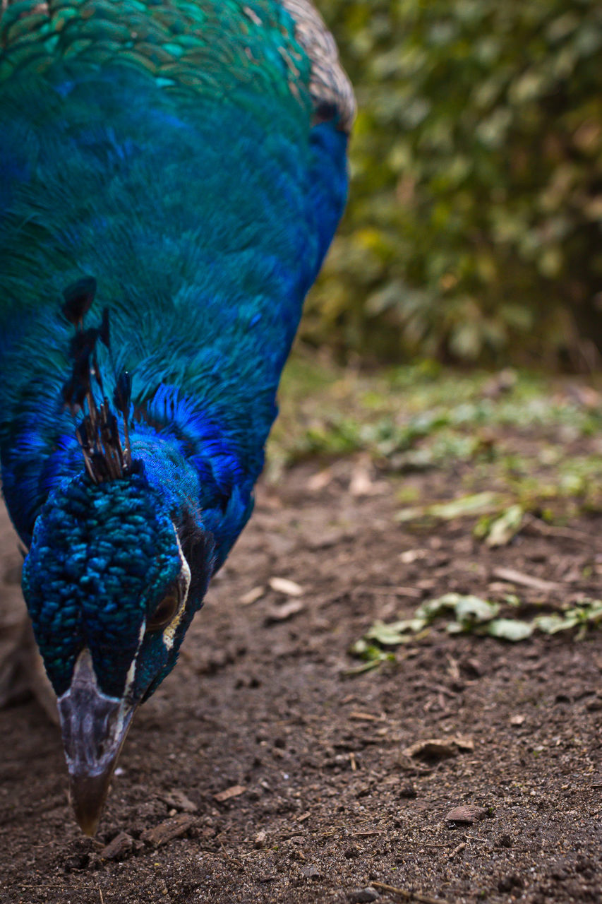 Close-up of peacock perching on field