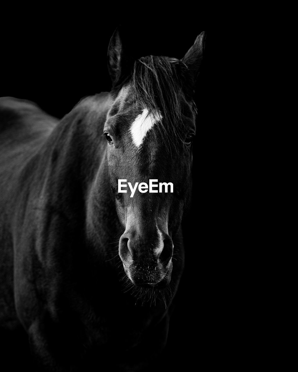 animal themes, animal, black and white, mammal, black background, one animal, horse, monochrome photography, monochrome, black, domestic animals, mane, animal wildlife, pet, portrait, livestock, no people, studio shot, looking at camera, stallion, animal body part, darkness, close-up, animal head, indoors