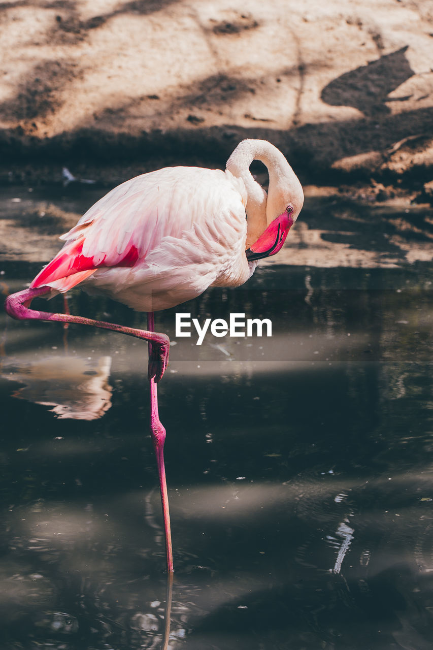 CLOSE-UP OF PELICAN DRINKING WATER