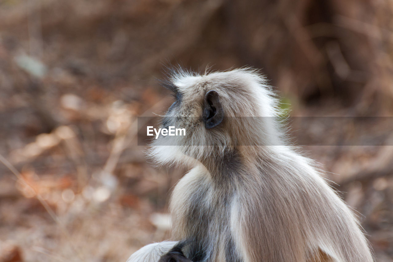 CLOSE-UP OF MONKEY ON TREE