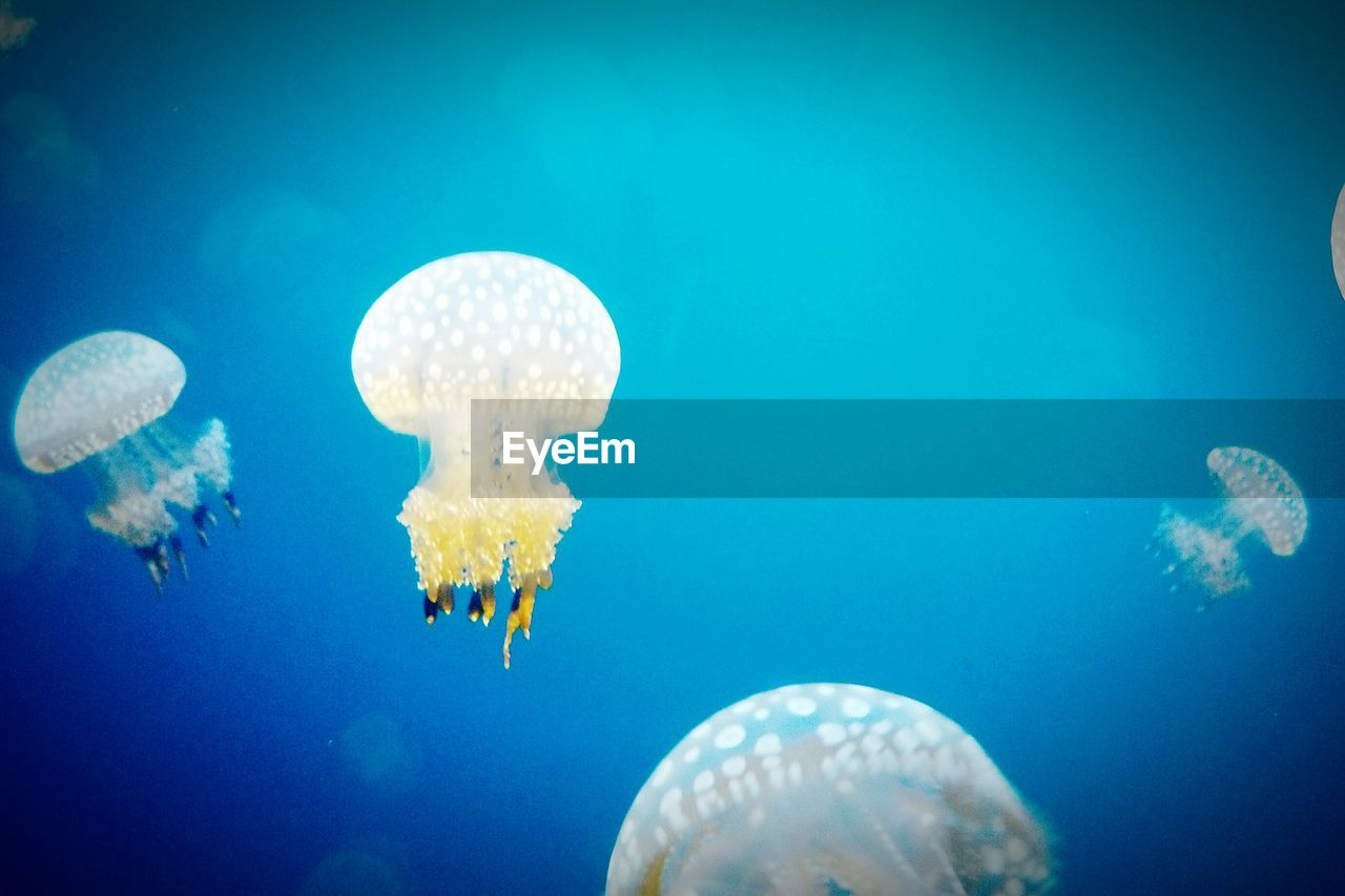 Jellyfishes swimming undersea