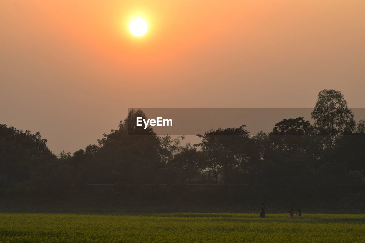 SILHOUETTE TREES ON FIELD AGAINST SKY DURING SUNSET