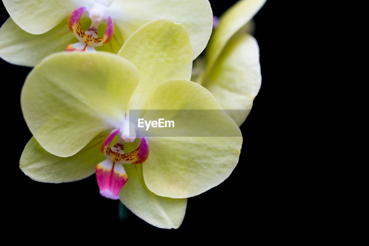 CLOSE-UP OF PURPLE ORCHID AGAINST BLACK BACKGROUND