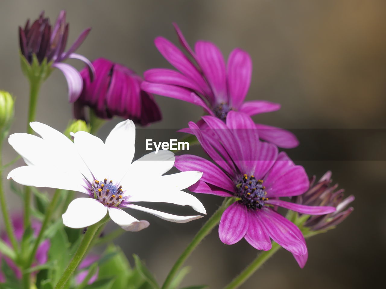 CLOSE-UP OF PINK COSMOS FLOWERS